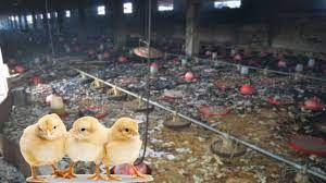 ΚΤΗΝΟΤΡΟΦΕΙΟ ΧΟΙΡΟΤΡΟΦΕΙΟ ΠΤΗΝΟΤΡΟΦΕΙΟ ΑΡΙΔΑΙΑ ΠΕΛΛΑ ΓΕΝΙΤΣΑΡΗΣ ΒΑΣΙΛΕΙΟΣ Κ ΣΙΑ ΟΕ