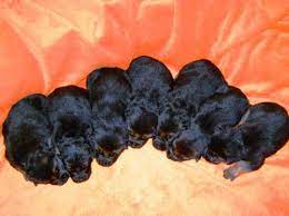 ΕΚΤΡΟΦΕΙΟ ΚΑΤΕΡΙΝΗ ΠΙΕΡΙΑ ΤΖΑΝΙΔΗΣ ΑΛΕΞΑΝΔΡΟΣ