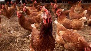 ΚΤΗΝΟΤΡΟΦΕΙΟ ΠΤΗΝΟΤΡΟΦΕΙΟ ΤΥΡΝΑΒΟΣ ΛΑΡΙΣΑ ΠΑΠΑΛΕΞΗΣ ΚΩΝΣΤΑΝΤΙΝΟΣ