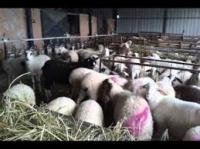 ΠΡΟΒΑΤΟΤΡΟΦΙΚΗ ΜΟΝΑΔΑ ΠΩΛΗΣΗ ΠΡΟΒΑΤΩΝ ΑΡΝΙΩΝ ΑΛΜΥΡΟΣ ΒΟΛΟΣ ΜΑΓΝΗΣΙΑ ΖΑΧΑΡΟΠΟΥΛΟΣ ΘΕΟΔΩΡΟΣ