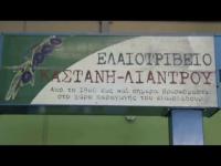 ΠΑΡΑΓΩΓΗ ΤΥΠΟΠΟΙΗΣΗ ΕΛΑΙΟΛΑΔΟΥ ΕΛΑΙΟΤΡΙΒΕΙΟ ΛΙΑΝΤΡΟΥ ΜΕΓΑΡΑ ΑΤΤΙΚΗ ΜΑΖΙΩΤΗ ΚΑΣΤΑΝΗ ΑΛΕΞΑΝΔΡΑ