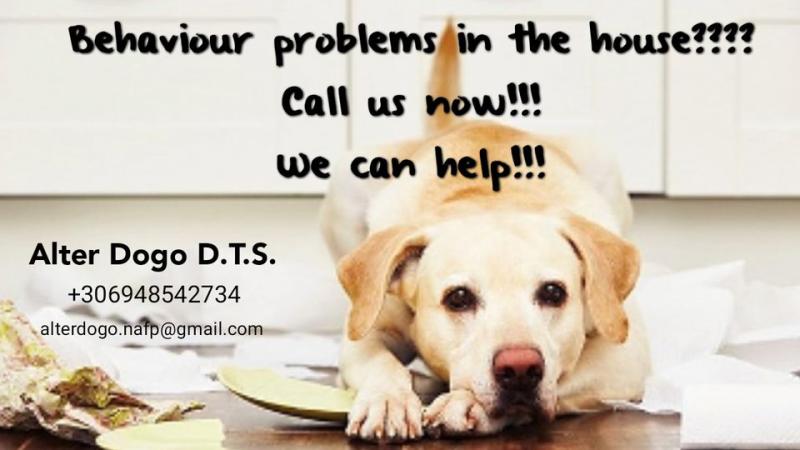 ΕΚΠΑΙΔΕΥΤΗΣ ΣΚΥΛΩΝ ΦΙΛΟΞΕΝΙΑ ΖΩΩΝ ALTER DOGO ΛΕΥΚΑΚΙΑ ΝΑΥΠΛΙΟ ΑΡΓΟΛΙΔΑ ΚΟΡΟΛΗΣ ΔΗΜΗΤΡΙΟΣ